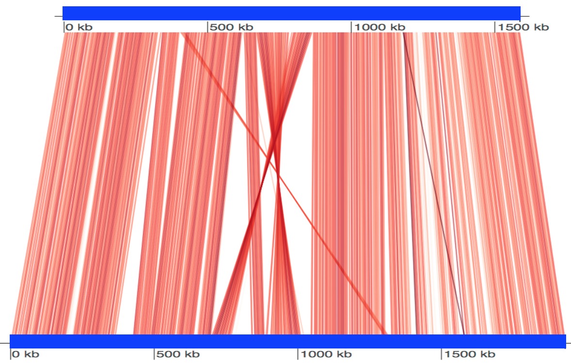 Example FastANI conserved-region visualization
